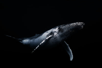 poster-print-majestic-dance-through-the-deep-sea
