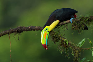 canvas-print-the-colors-of-costa-rica