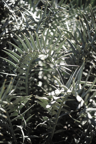 poster-print-cycad-dreams