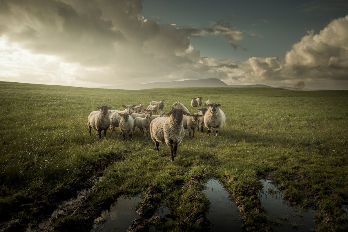 acrylic-print-sheep-x