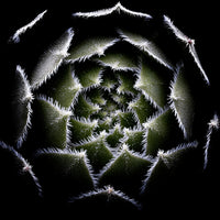 poster-print-sempervivum-rosette-2