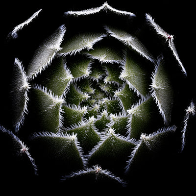 poster-print-sempervivum-rosette-2