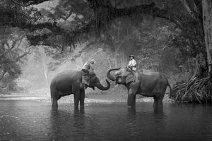 3-piece-canvas-print-two-elephants