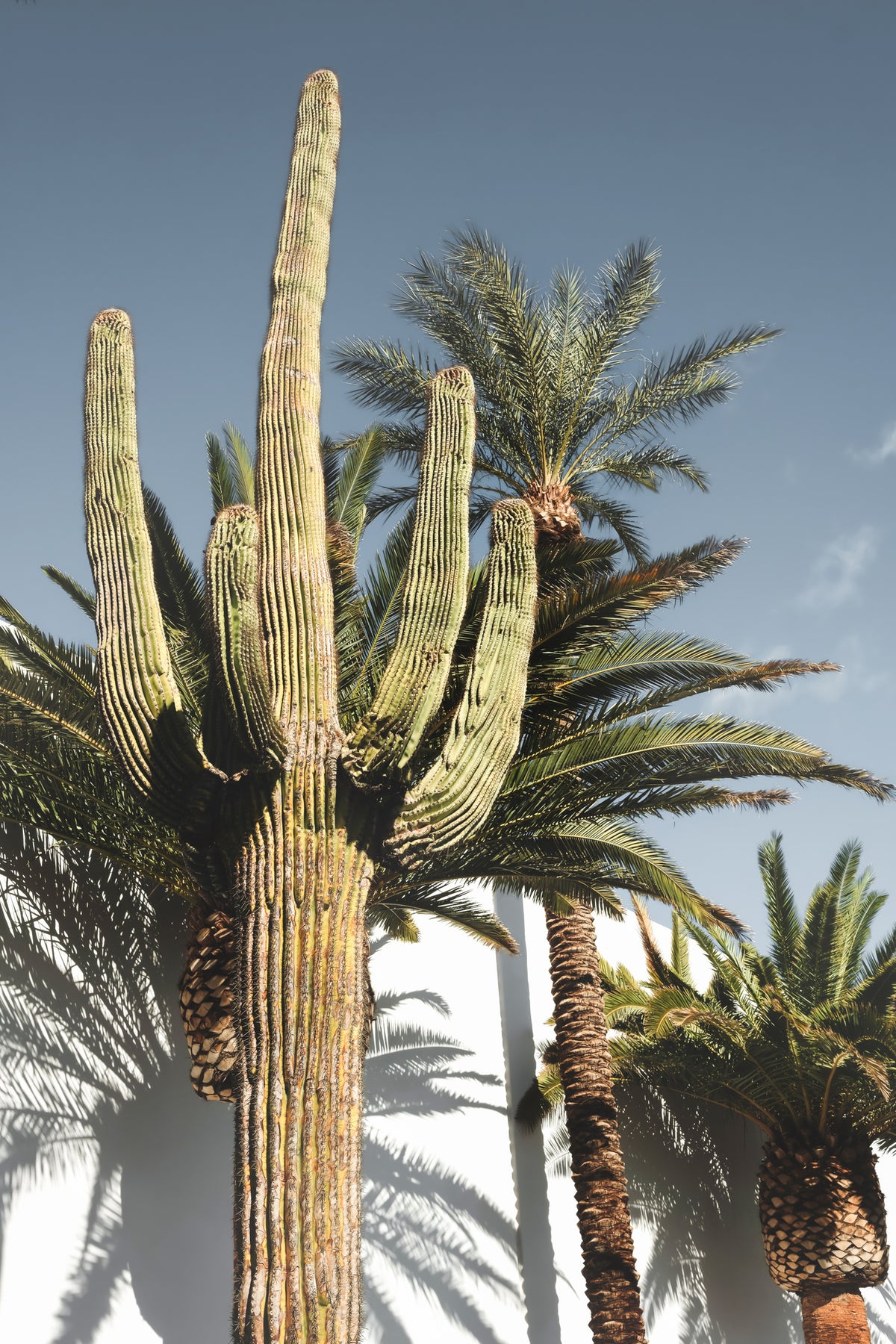 framedcanvas-print-cactus-las-vegas