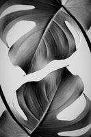 aluminium-print-monstera-monochrome