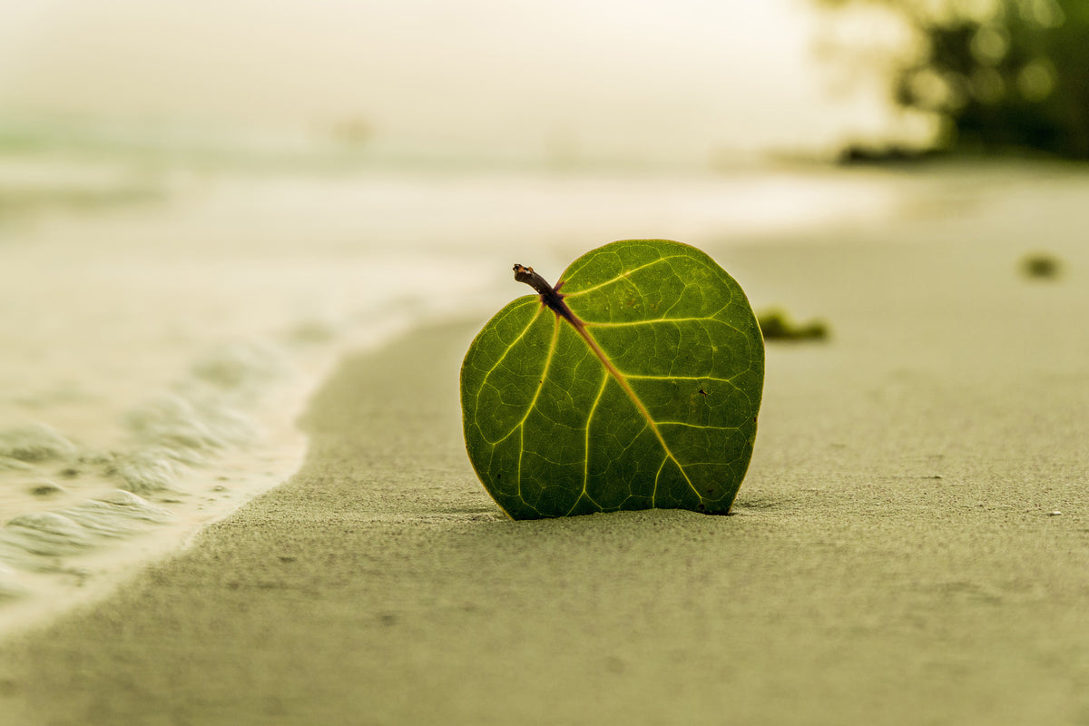 3-piece-aluminium-print-beach-leaf
