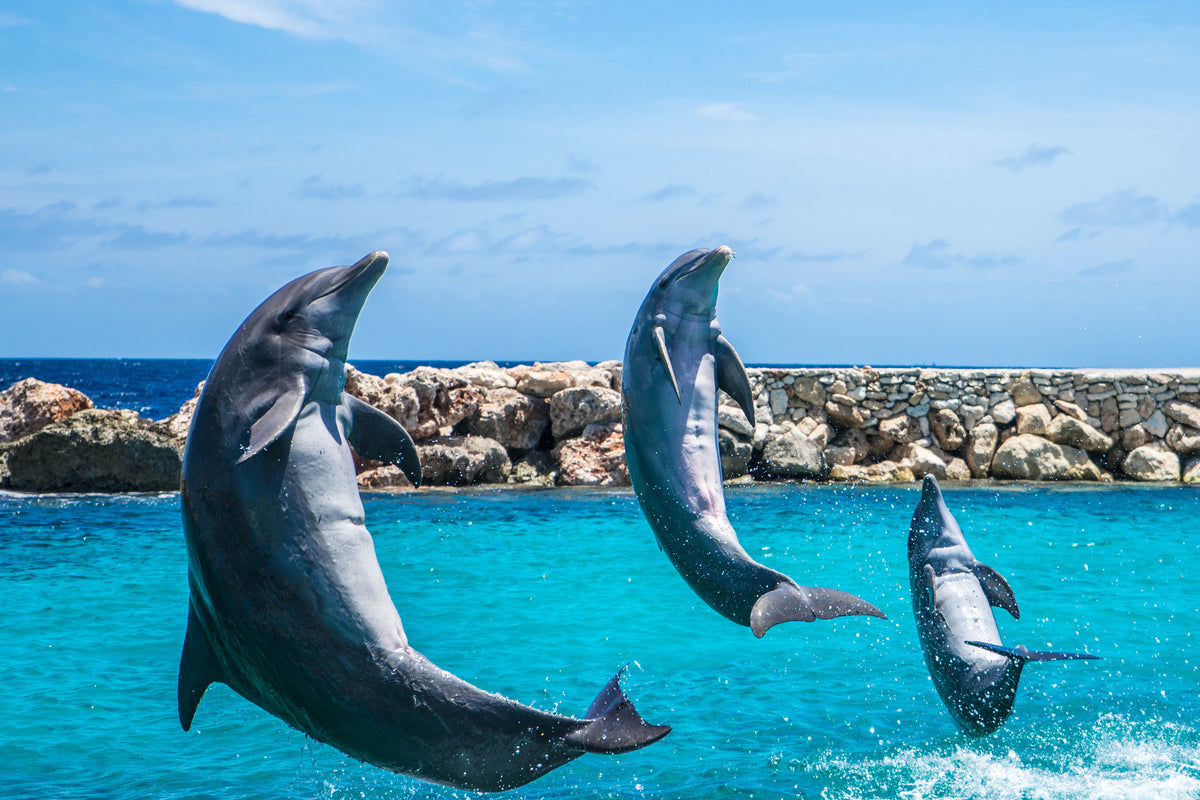 acrylic-print-3-dolphins