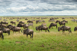 framedposter-print-great-migration-in-serengeti-plains-x