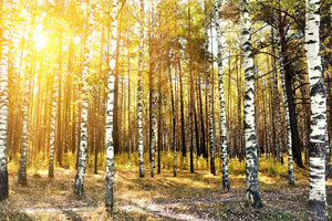 poster-print-birch-forest