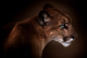 canvas-print-puma