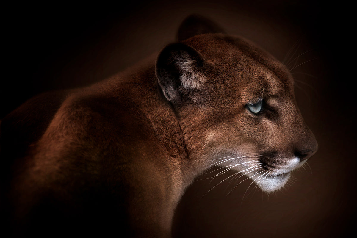 canvas-print-puma