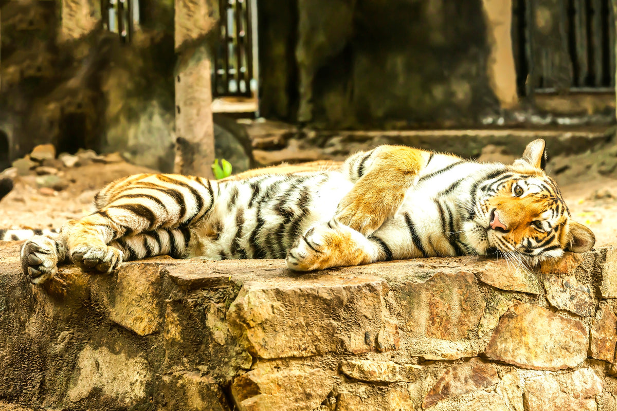 3-piece-aluminium-print-the-siberian-tiger