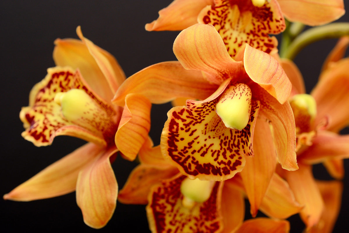 framedcanvas-print-orchids-with-orange-flowers