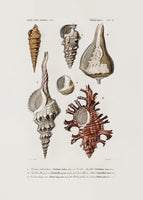 canvas-print-sealife-ii-2