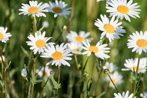 modern-3-piece-acrylic-print-xl-daisies