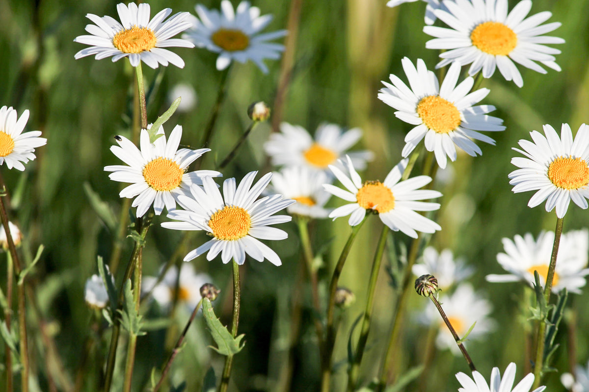 modern-3-piece-acrylic-print-xl-daisies