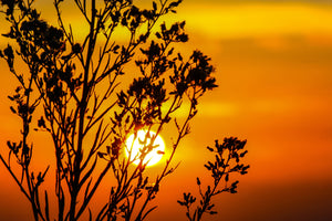 canvas-print-a-shrub-in-the-sunset