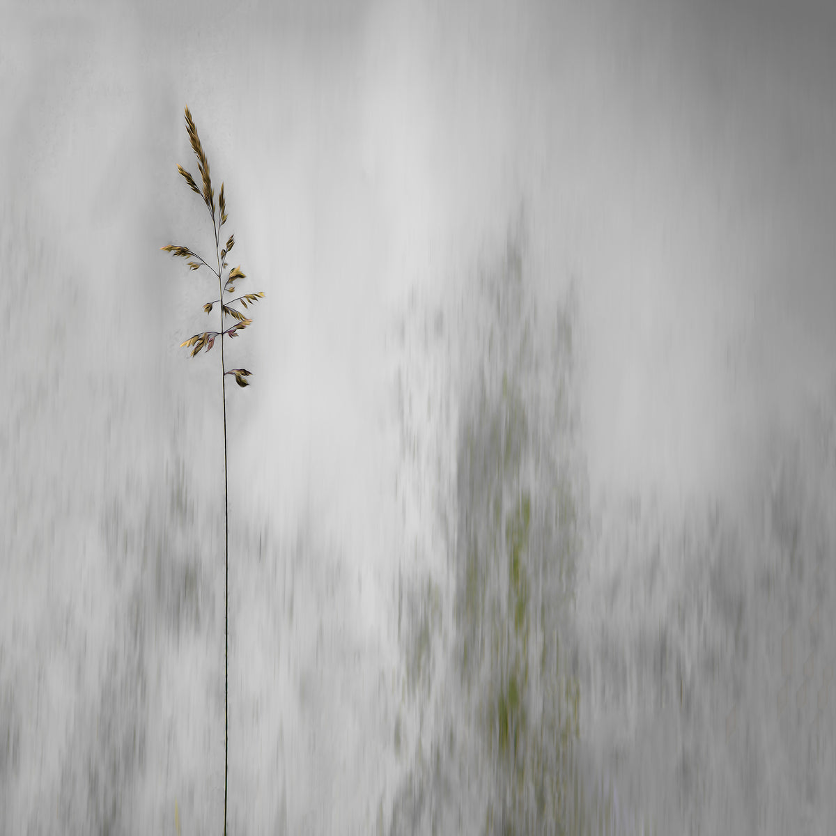 acrylic-print-blade-of-grass
