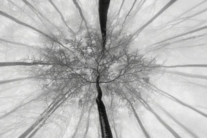 framedposter-print-in-the-winter-treetops