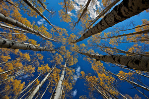 canvas-print-aspen-s-fall-x