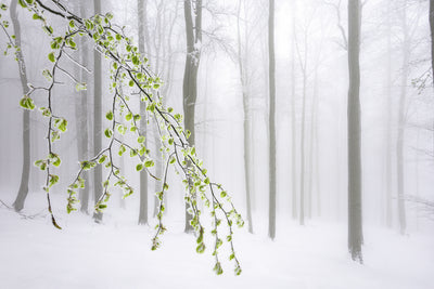 poster-print-the-early-arrival-of-spring