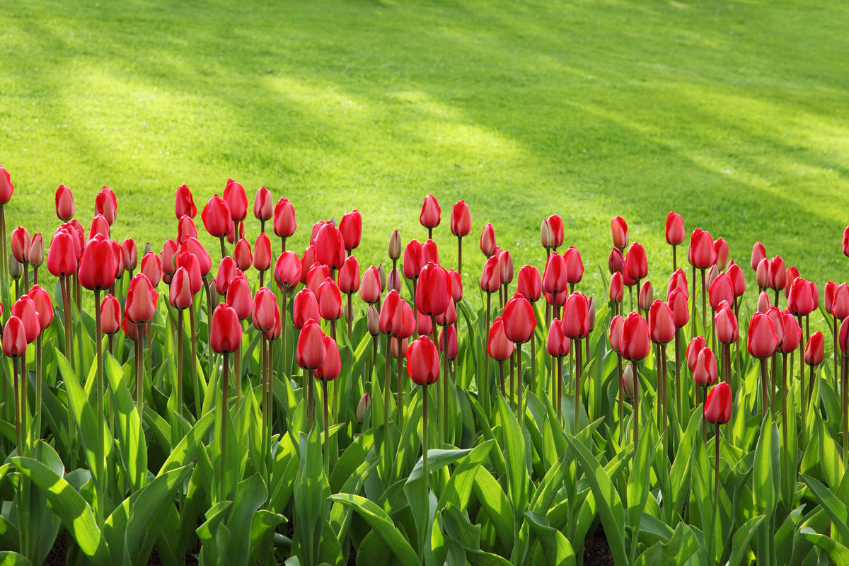 3-piece-canvas-print-red-tulip-field-in-the-sunlight