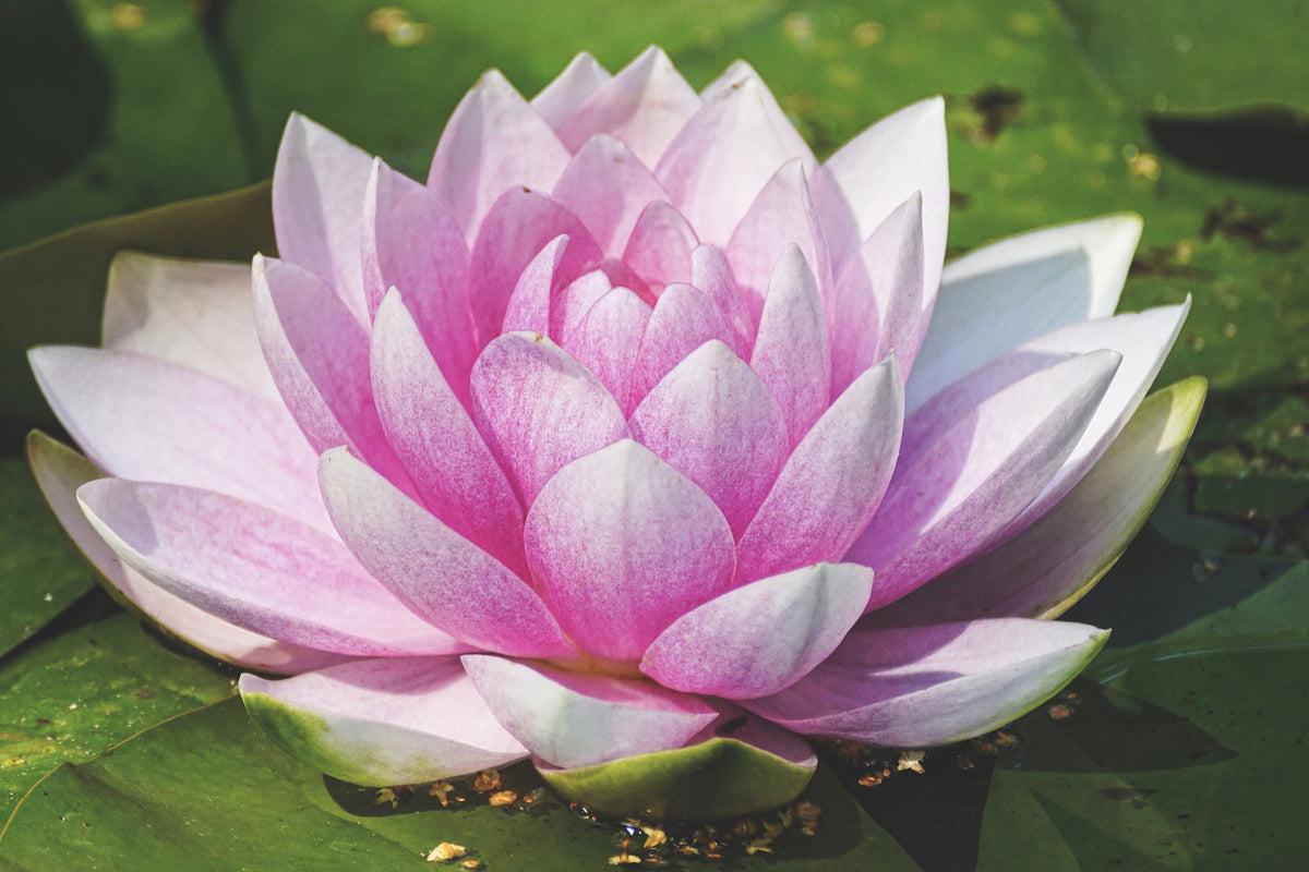 framedposter-print-water-lily-in-pink
