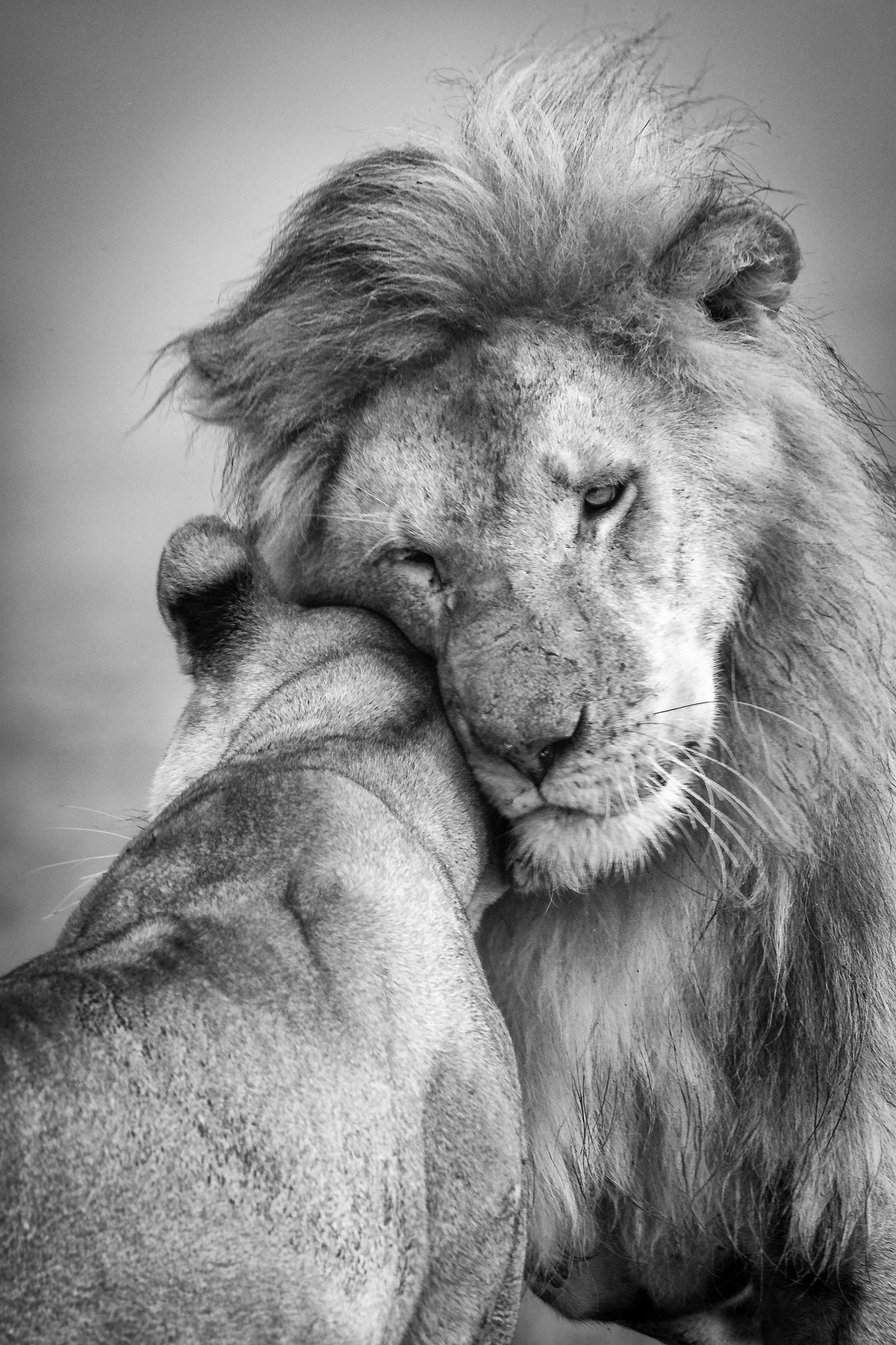 acrylic-print-african-love-x