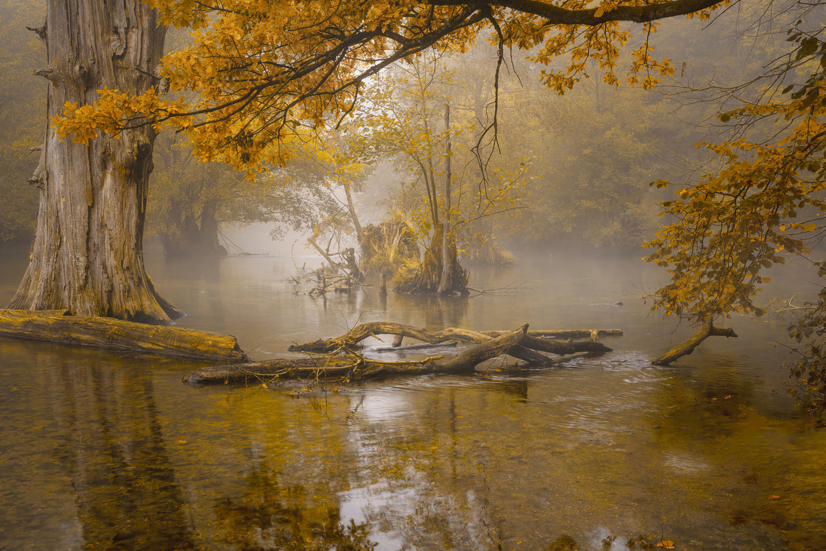 3-piece-acrylic-print-alone-in-the-swamp