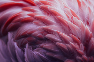 canvas-print-flamingo-xqw