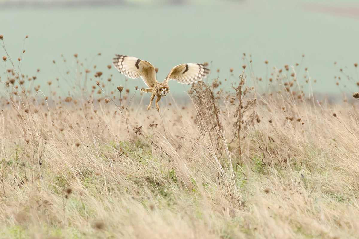 acrylic-print-hunting-short-eared-owl-x
