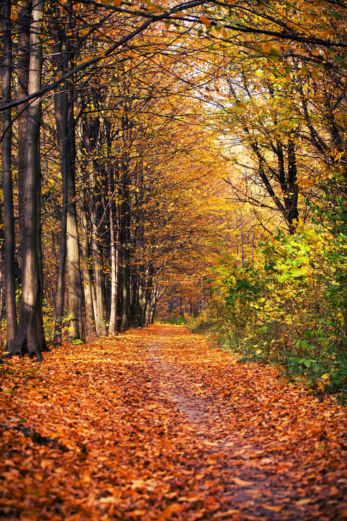 canvas-print-deciduous-forest-in-autumn-light
