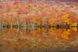 canvas-print-glowing-autumn-x