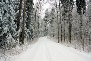 framedcanvas-print-snow-in-the-forest