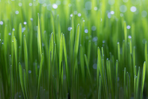 framedposter-print-wheat-x