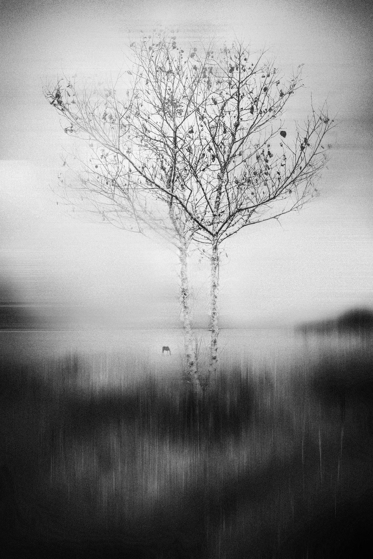 acrylic-print-that-tree