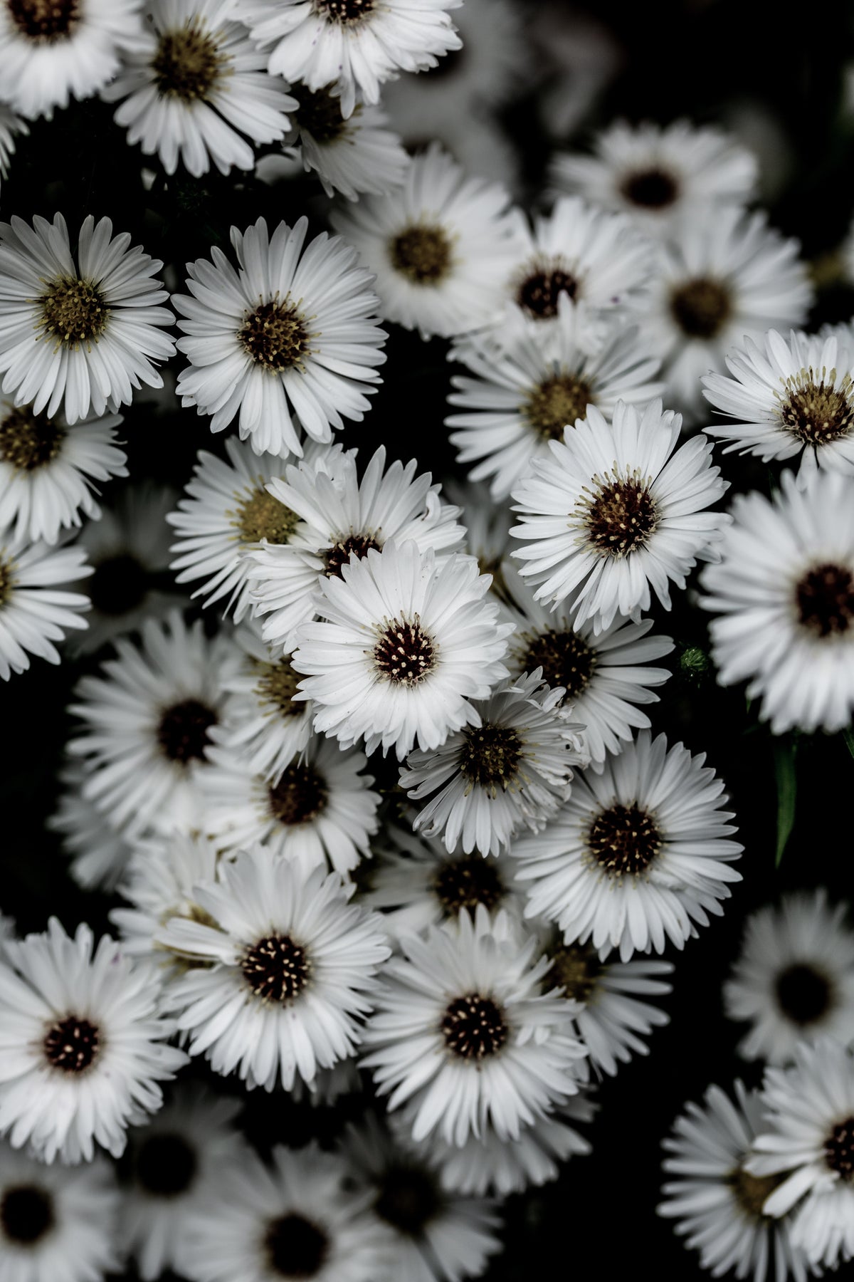 aluminium-print-tiny-flowers-3