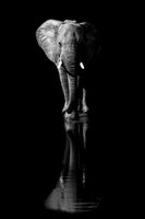 framedposter-print-elephant-xsa