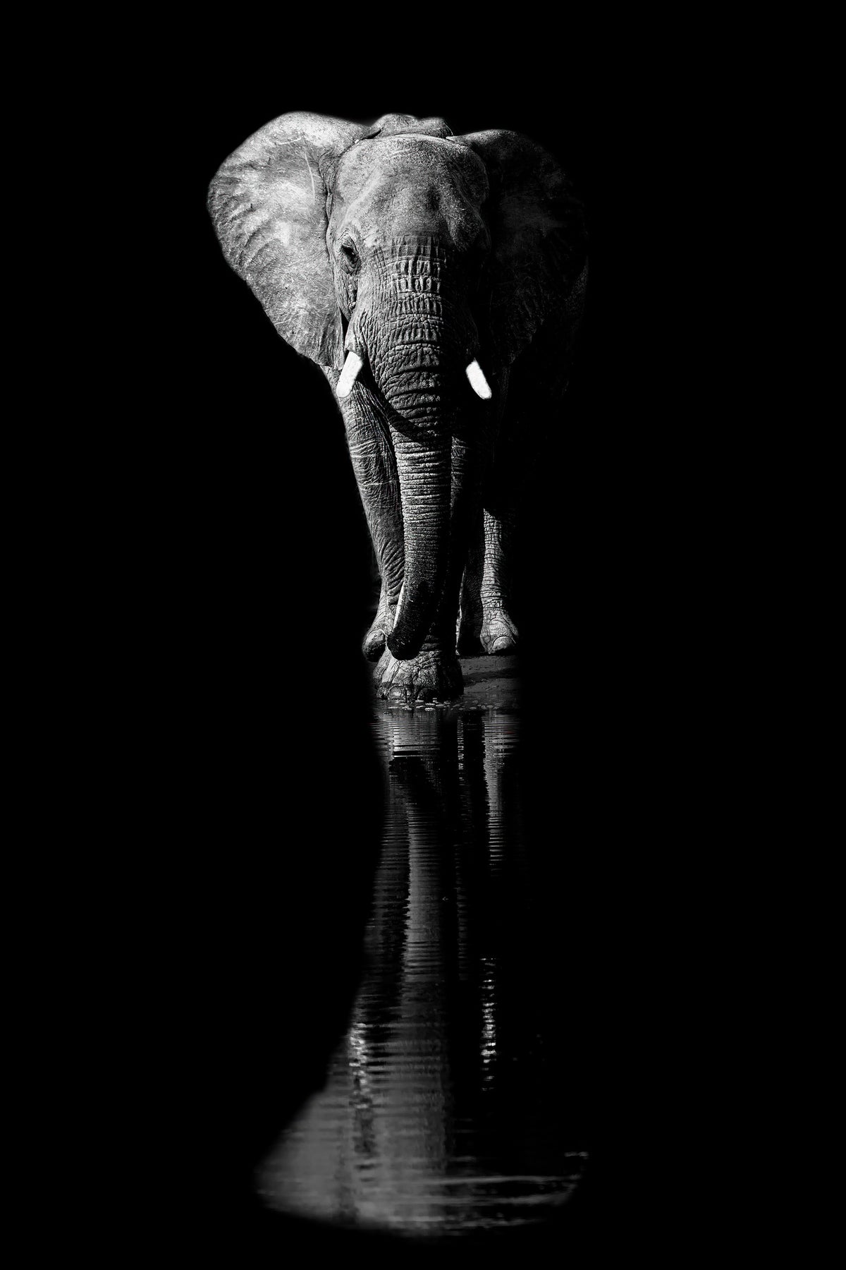 framedposter-print-elephant-xsa