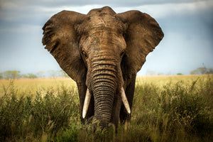 acrylic-print-encounters-in-serengeti-x