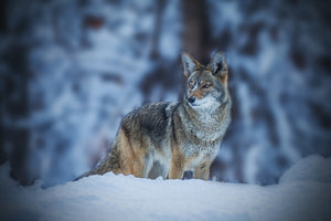framedposter-print-coyote-in-winter-x