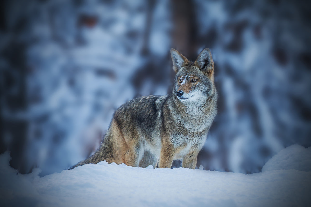 framedposter-print-coyote-in-winter-x