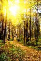 acrylic-print-woodland-walk-in-the-autumn-sun