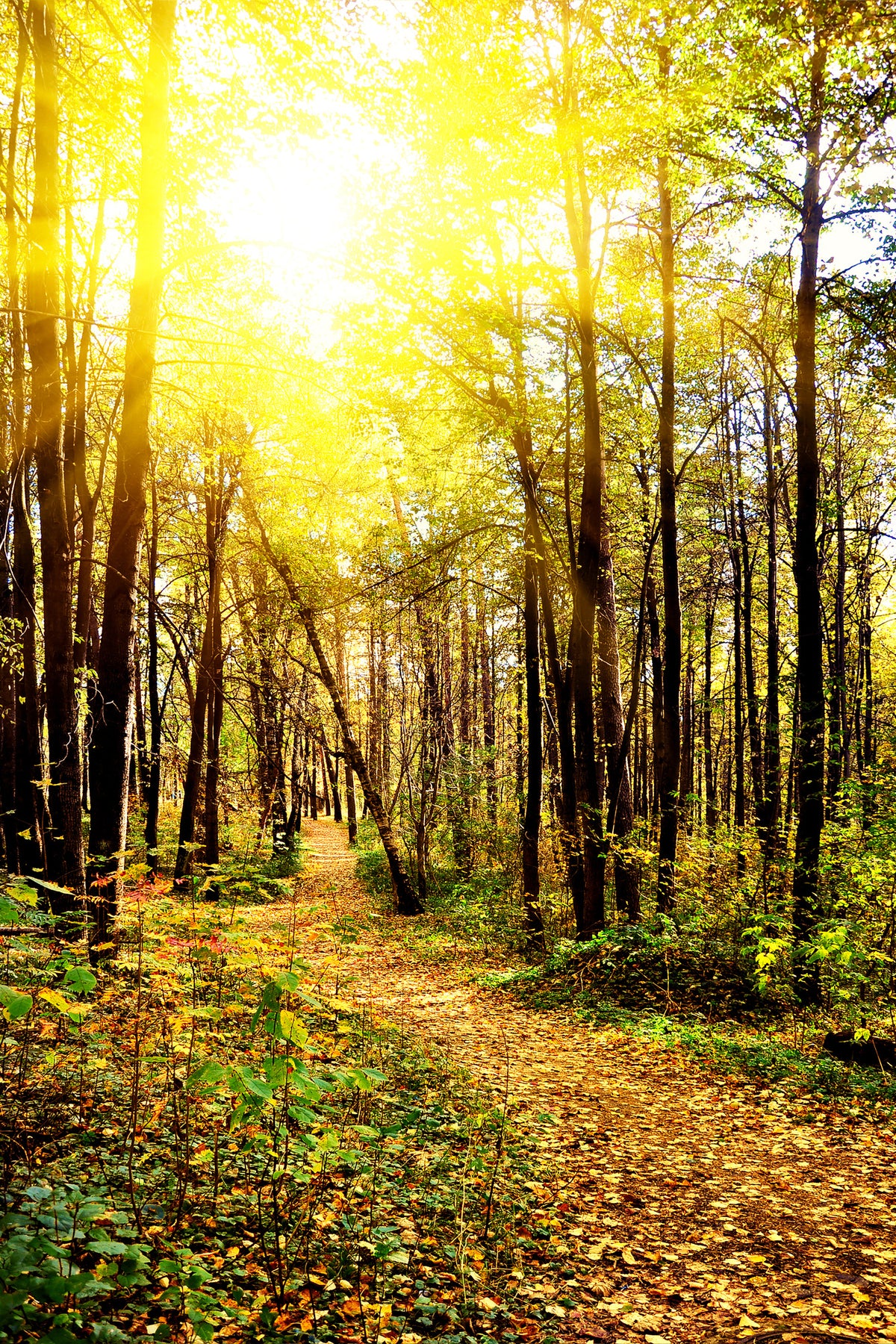 acrylic-print-woodland-walk-in-the-autumn-sun