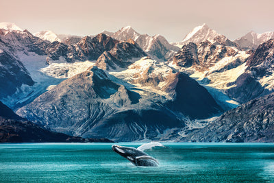 poster-print-wal-in-alaska