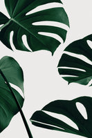 framedposter-print-monstera-natural-20
