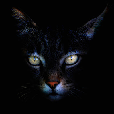 poster-print-cat