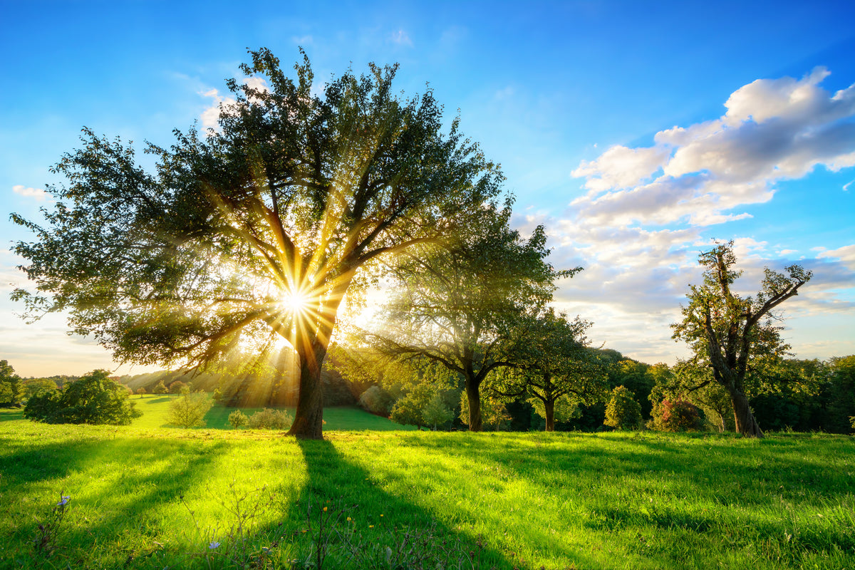 aluminium-print-spring-awakening-in-the-countryside