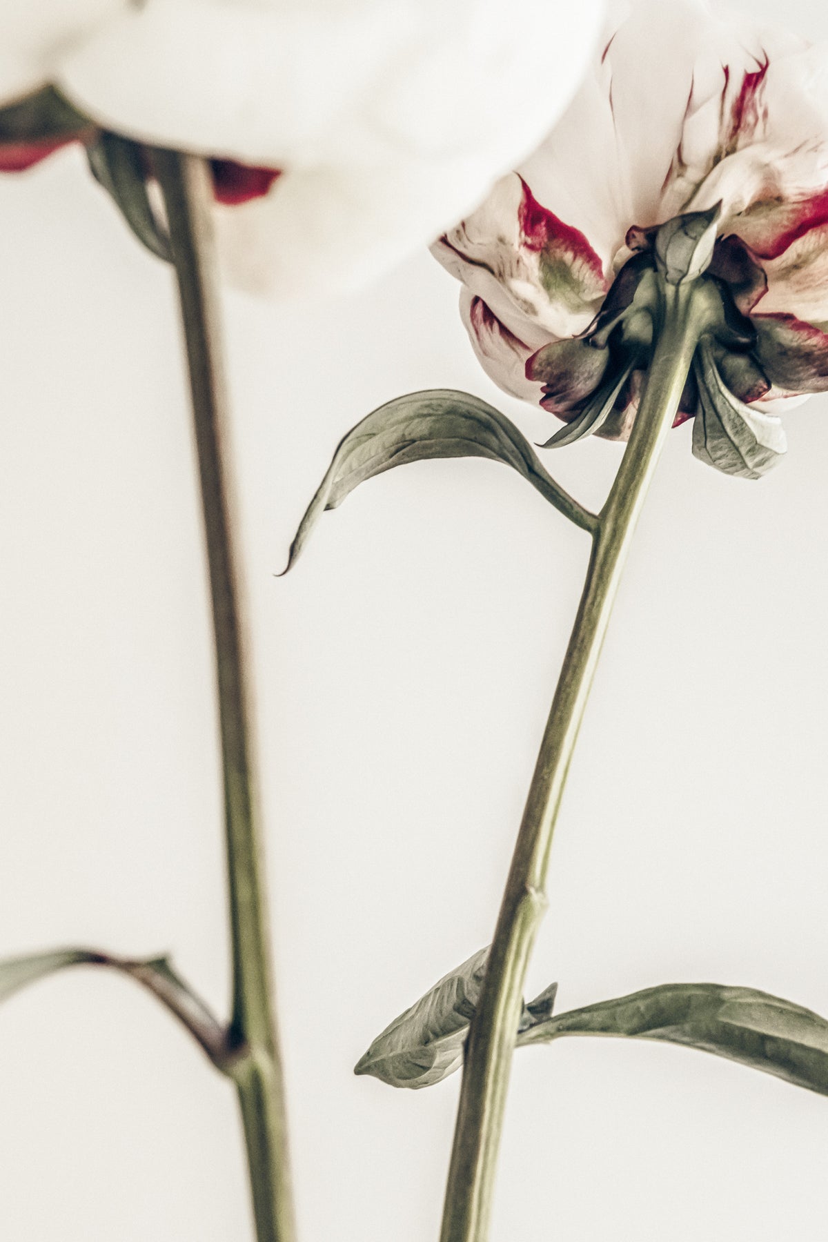 canvas-print-peony-01