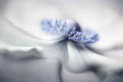 poster-print-anemone-spirit